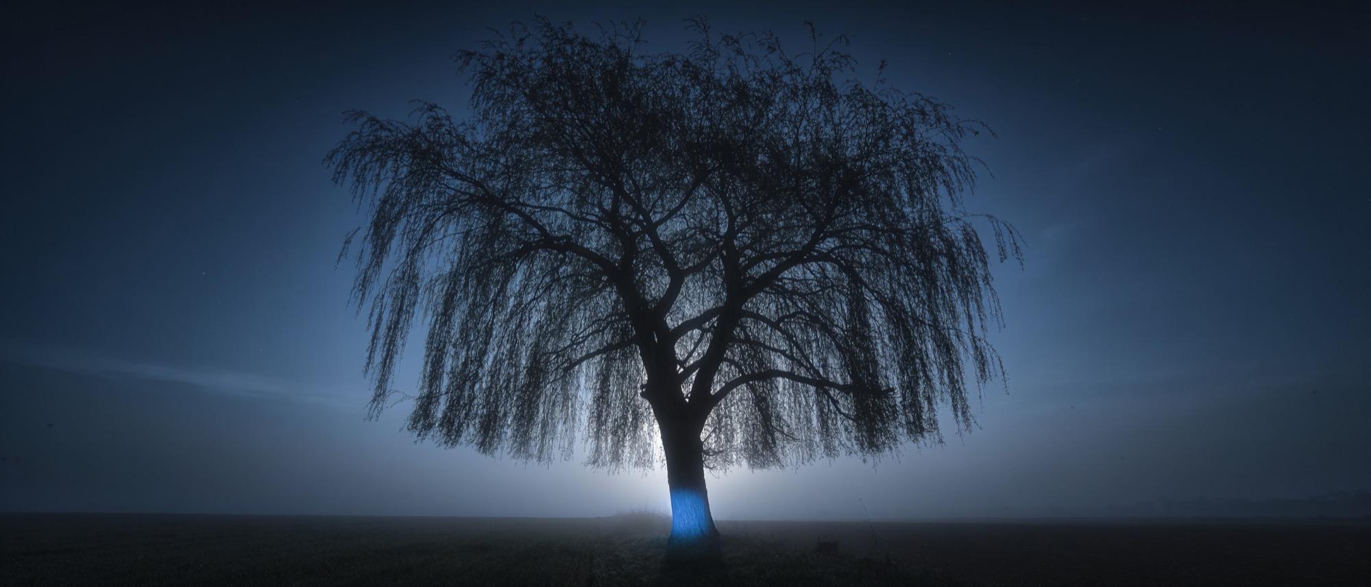 Illustrative: a single mature willow before sunrise, bare branches against a deep blue-black sky, fog at the base
